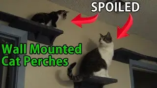 Whisker Heights: Crafting Wall-Mounted Perches for My Purr-fect Climbing Kitties!