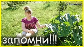 ЗАПОМНИ!!! 5 ПРИЧИН почему ЗАГНИВАЮТ ЗАВЯЗИ У КАБАЧКОВ, и что делать?
