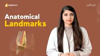 Lacrimal Bone | Anatomy of Lacrimal Gland, Duct and Apparatus | sqadia.com