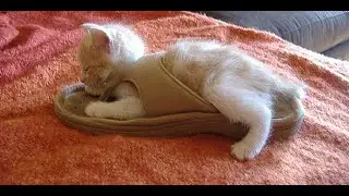 Adorable Kitten Tries for The First Time