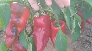 Сладкий и сочный перец на разрезе. попробовав уже не захотите другой.