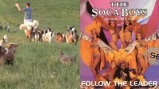 Follow the leader (Farms animals)