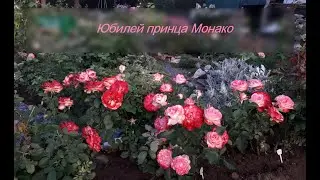 ✿➽✿ Роза Юбилей Принца Монако (Jubile du Prince de Monaco) в нашем саду - первогодка 🌺🌿сезон 2021🌺🌿