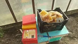 Микронуклеусы от Пеноулика, результат осеннего объединения семеек