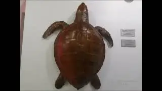 Экскурсия в г.Севастополь,посещение театра и аквариума.