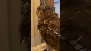 Papa gak akan ganggu Bibib lagi deh!😭🦉 #cuteanimal #funnyvideo #cute #funny #animals