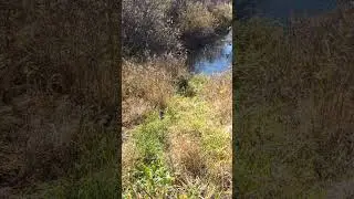 Канадский волк - гибрид. 9 октября