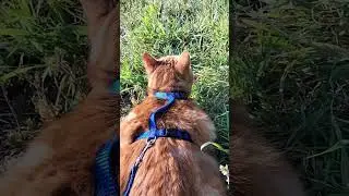 Рокси На прогулке. Февраль +20 тепла Турция Анталья