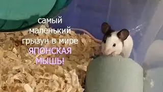 Японские мыши. Декоративные мыши