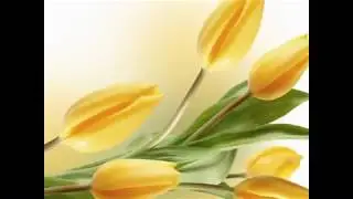 Желтые тюльпаны