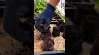 Strawberry Farming 