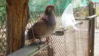 История из голубиной жизни. Неудачливый кавалер