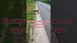Рыжуля несла чужого щенка 6км!!! ( Подробности в комментариях)