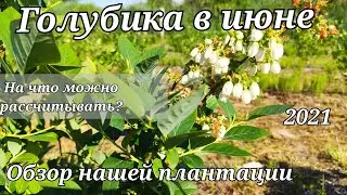 Голубика в июне