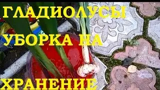 Гладиолусы. Уборка на хранение осенью.