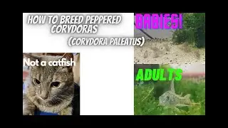 How To Breed Peppered Corydoras