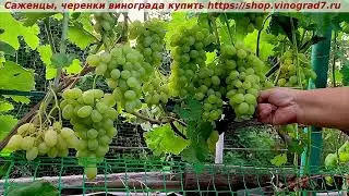 Парад сортов 27.07.24 года виноград МОНБЛАН  Мой канал Рутуб https://rutube.ru/channel/24306856/