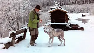 Тощий волк вывел заблудившегося деда из леса, надеясь получить за это еду. Они нашли друг друга