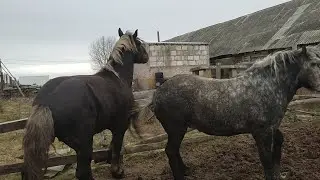 Жеребец хочет двух кобыл