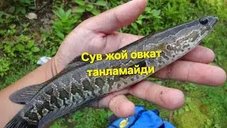 Уй шаройитида балик бокиш 2025 й телеграм  Илонбалик.