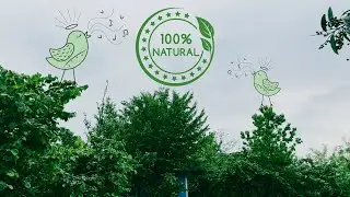 Relaxing Forest & Birds Sounds: Sleep, Meditation, Stress Relief 🌿🐦 2 Hours - 4K Nature Ambience