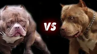 ПИТБУЛЬ против БУЛЛИ ! КТО СИЛЬНЕЕ ?
