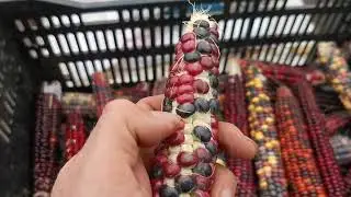 Не сажайте так АЦТЕКСКУЮ КУКУРУЗУ! Иначе будут пустые початки