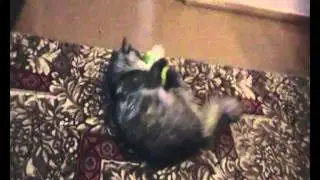 ИЗНАСИЛОВАНИЕ ИГРУШКИ 18+