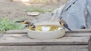 Щегол гоняет сородичей