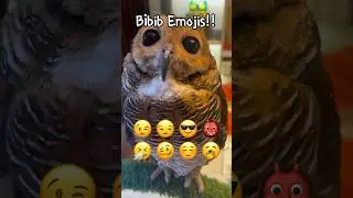 Owl Emoji Challenge!!😡😃 