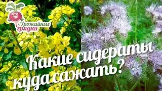 Какие сидераты куда сажать? 