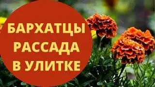 Бархатцы или тагетис сажаем на рассаду в  улитку с туалетной  бумагой