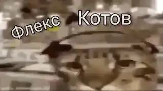 Флекс котов подходит под любую музыку !