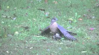 Hawk vs Flicker