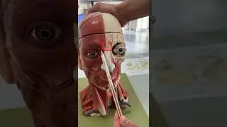 IMPOSSIBLE ANATOMY QUIZ 