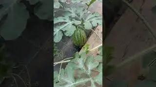 Арбузы в Подмосковье