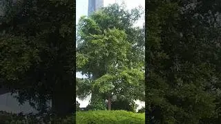 পাখি সব করে রব রাত্রি পোহালে #android #waltonbd #pakhi