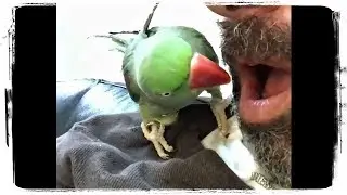 СМЕШНЫЕ ПОПУГАИ, приколы с животными | FUNNY PARROTS, fun with animals 