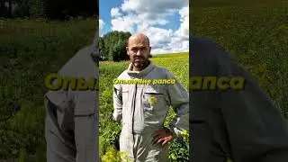 Опыление рапса в Кузбассе