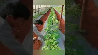 Tomato Farming Techniques For More Roots to grow and More Tomatoes 