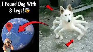 😰 I Found 8 Legged Dog Caught On Google Earth and Google Maps! 