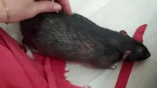 МОЖНО ЛИ ДЕРЖАТЬ ДИКИХ ЖИВОТНЫХ ДОМА