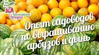 Опыт садоводов по выращиванию арбузов и дынь #urozhainye_gryadki
