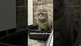 МЫСЛИ КОТА ЗА 30 секунд