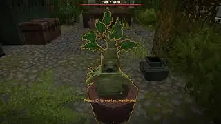 A mandrake