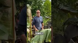 Creating a Jungle at Aqualand!!!!