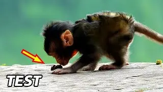 A CUTE BABY BRANDA TEST -IT 0N ROCK