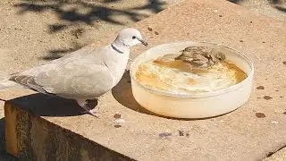 Горлица и домовые, а также полевые воробьи у воды