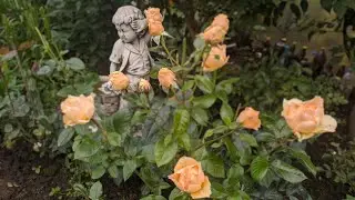 Розы на которых можно сэкономить препараты от болезней. Двадцать два сорта из моего сада.