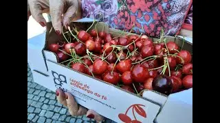 FIESTA DE LA CEREZA ALFANDEGA DA FE PORTUGAL 2022